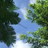 雨后屋檐开出花