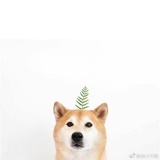 风卷
