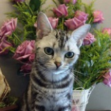 水墨猫猫猫