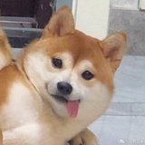 又可爱了嘿