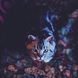  黑巷子猫