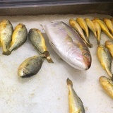饼饼小公主