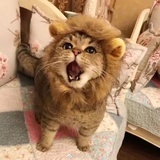 言心
