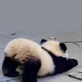 五加皮