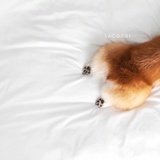 _Dawnn