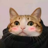 柏桡