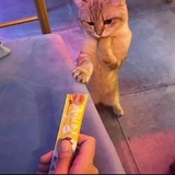 白昼萤火虫