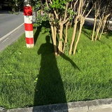 进击的大灰熊