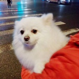杨刀刀