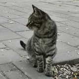 何许人
