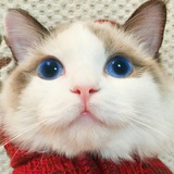 素履之往