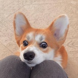 只只
