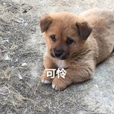 疲惫的蛋黄派