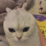 嘿麦片好吃吗