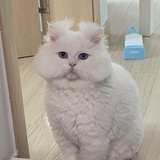 茶茶