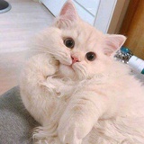 Lynnecattleya
