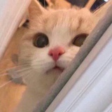哦