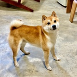 达达杀猪菜副总