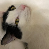 秦岭小馋猫