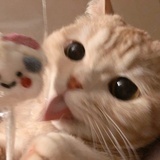 yoo