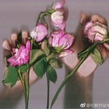 橘子没有海
