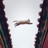 吃啥都是瓜