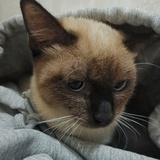 在逃锅盔