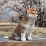 朶苼糸