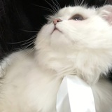 𝐖𝐄𝐍𝐈𝐄•ᴥ•