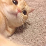 一个芒果
