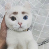 江湖老实人