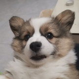 Lillian