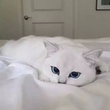 青稞 - 猫