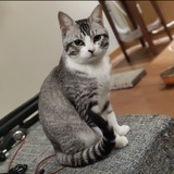 CCQ
