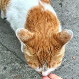 C.Y魔女黑猫