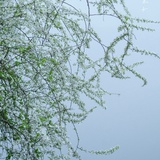 青