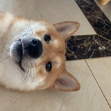 一只胖鹅