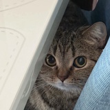 虚舟遨游