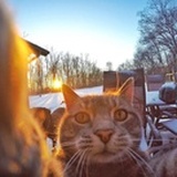 meowmeow