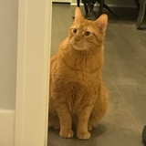 芝加曼