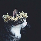 猫薄荷