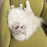土狗姚