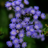 haihanai
