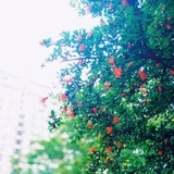 鑒  齋