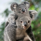 考拉🐨