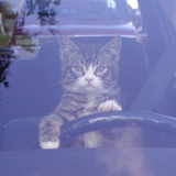猫猫驾驶员
