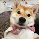 程西决
