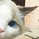 蝎子
