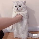 麻怪