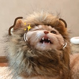 蠢爆了
